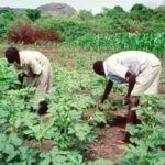 FG to Launch Agricultural Policy Mechanism to Boost Food Production