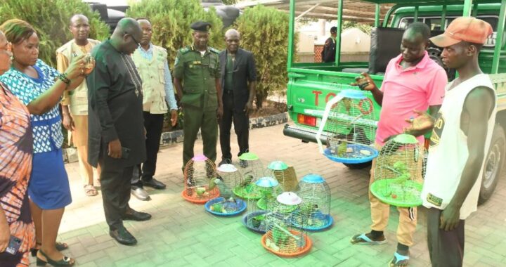 Three Nigerians Arrested For Illegal Wildlife Trade