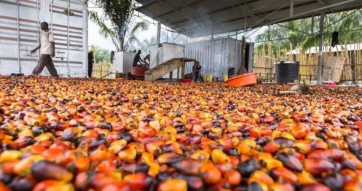 Why Demand For Palm Seedlings Is Increasing In Enugu
