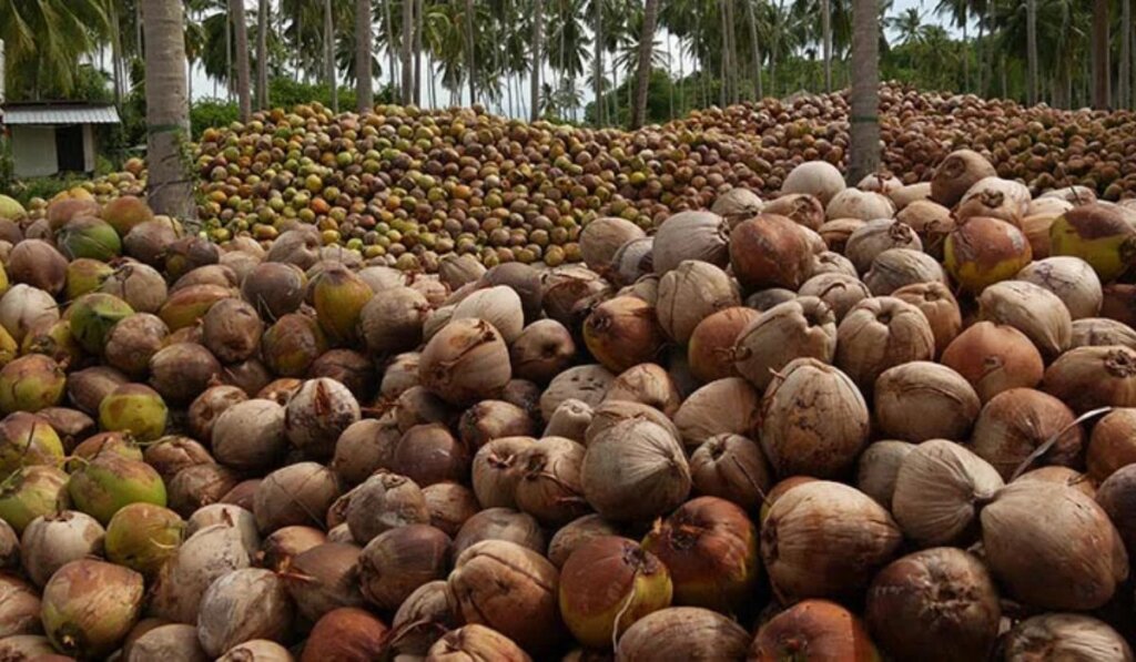 FG Eyes $250m from Coconut Sector by 2025, Pledges Jobs and Rural Growth