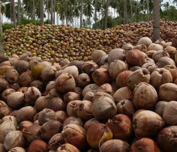 FG Eyes $250m from Coconut Sector by 2025, Pledges Jobs and Rural Growth