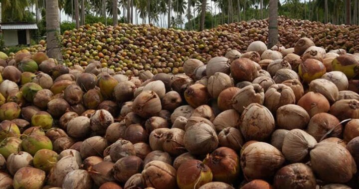 FG Eyes $250m from Coconut Sector by 2025, Pledges Jobs and Rural Growth
