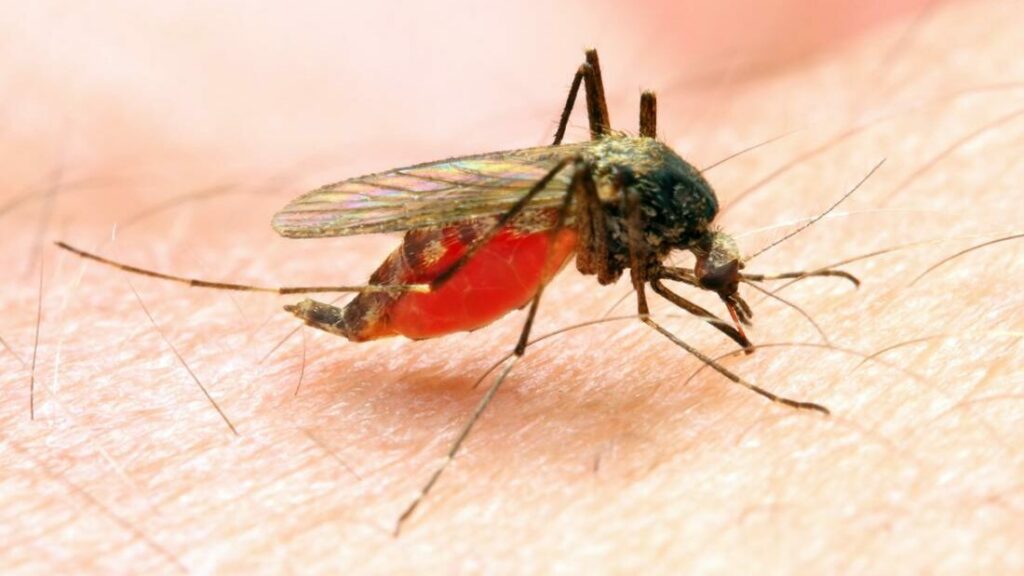 Benue approves N294.5m counterpart fund for 2026 malaria campaign Benue approves N294.5m counterpart fund for 2026 malaria campaign